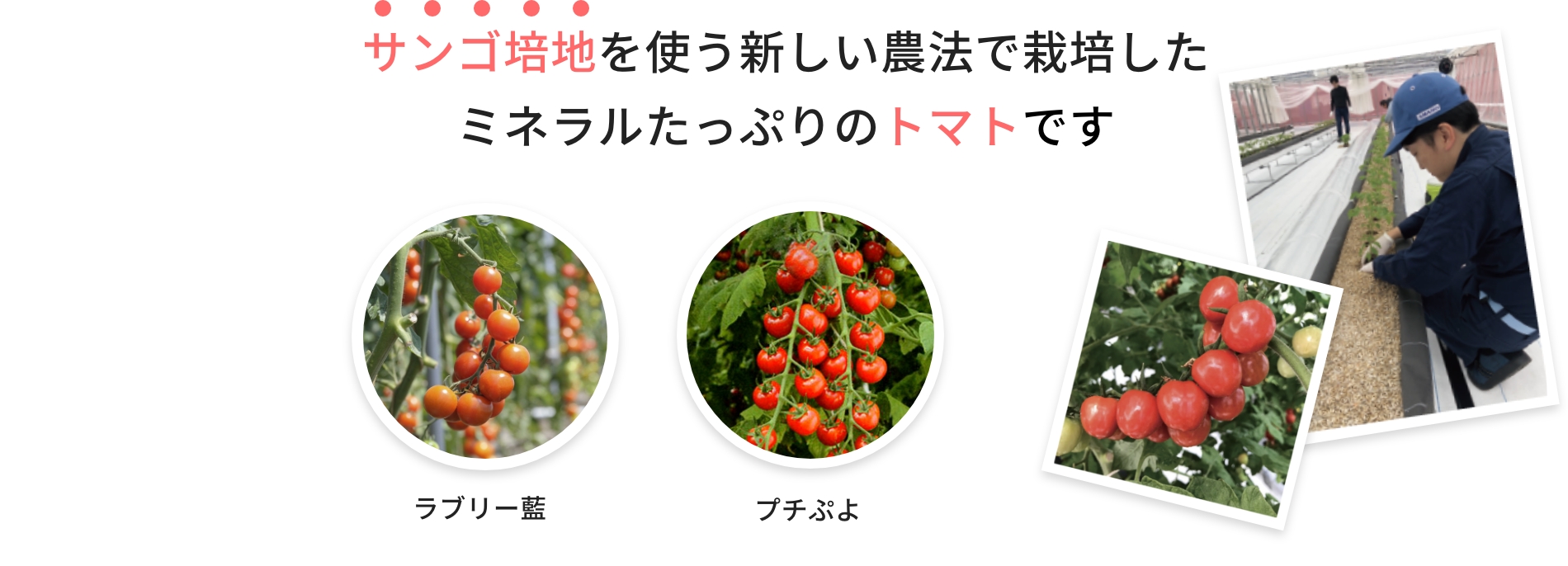 サンゴ培地を使う新しい農法で栽培したミネラルたっぷりのトマトです
