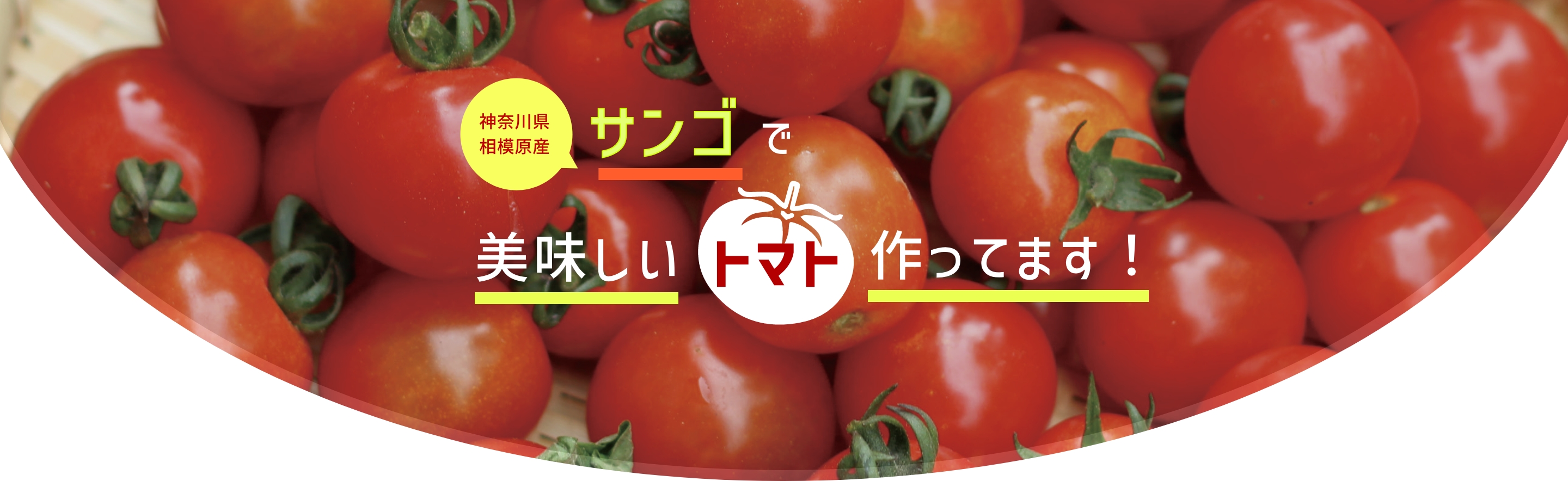 神奈川県相模原産サンゴで美味しいトマト作ってます！